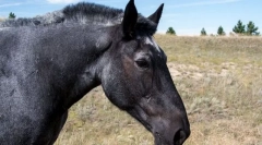 Конски мустанг